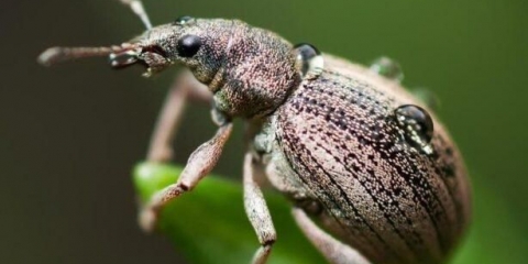Jabučna buba (žižak): metode borbe, fotografija